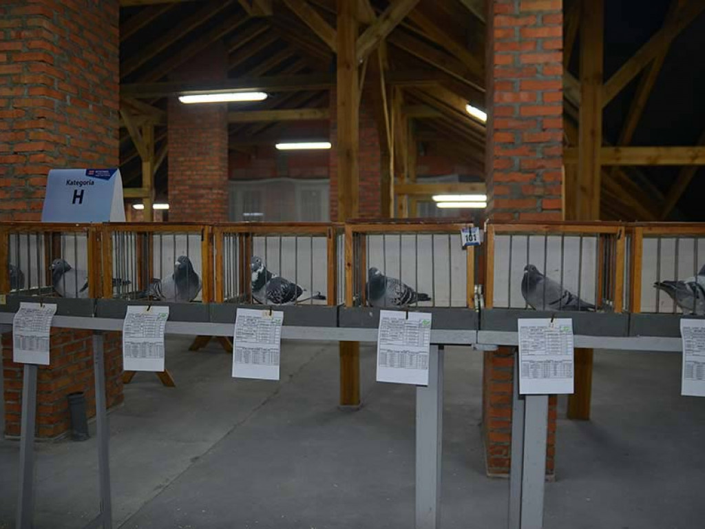 Fotorelacja z Wystawy Gołębi Pocztowych Okręgu Biała Podlaska