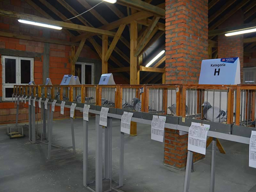 Fotorelacja z Wystawy Gołębi Pocztowych Okręgu Biała Podlaska