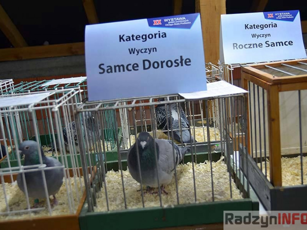 Fotorelacja z Wystawy Gołębi Pocztowych Okręgu Biała Podlaska