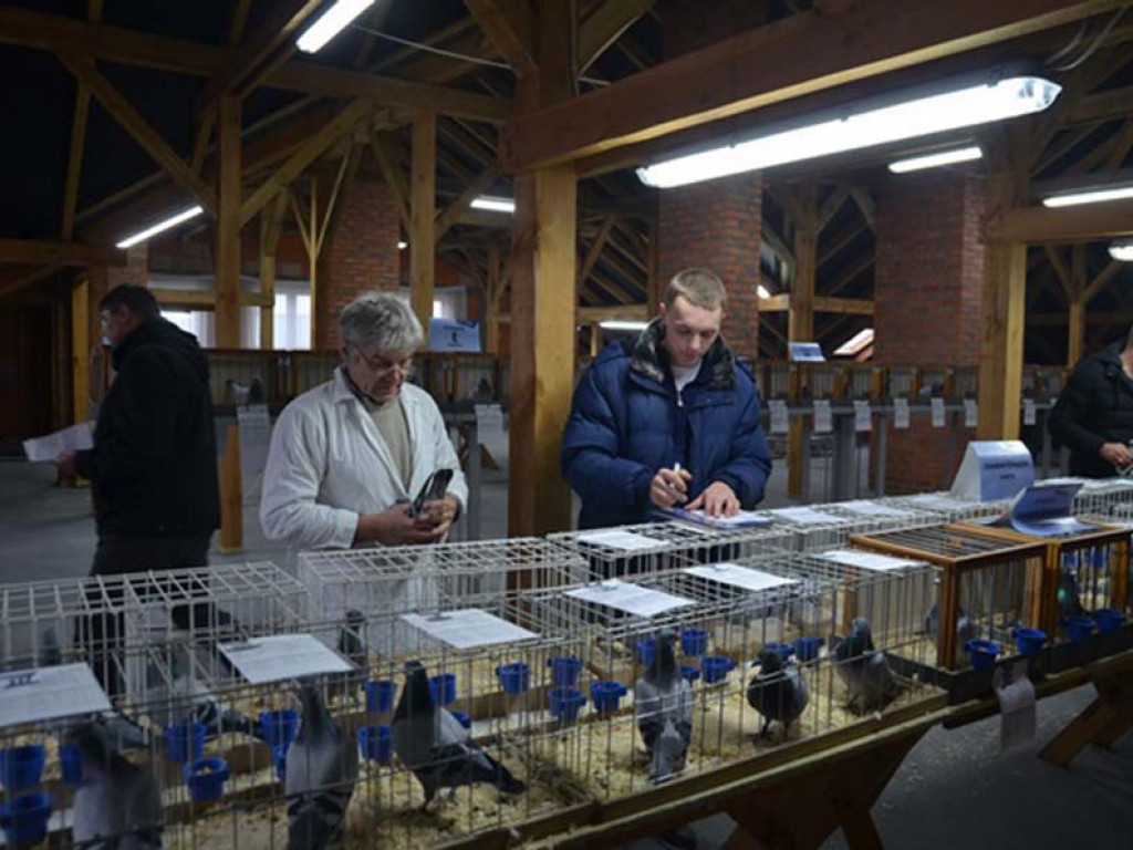 Fotorelacja z Wystawy Gołębi Pocztowych Okręgu Biała Podlaska