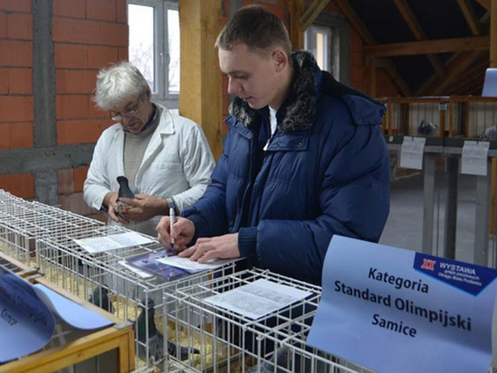 Fotorelacja z Wystawy Gołębi Pocztowych Okręgu Biała Podlaska