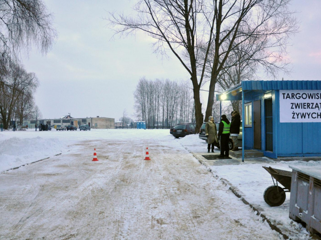 Ruszył handel na targowisku żywych zwierząt