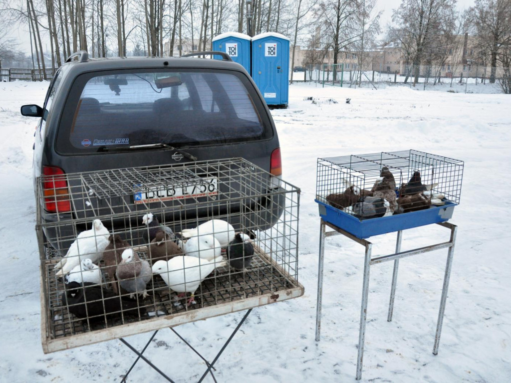 Ruszył handel na targowisku żywych zwierząt