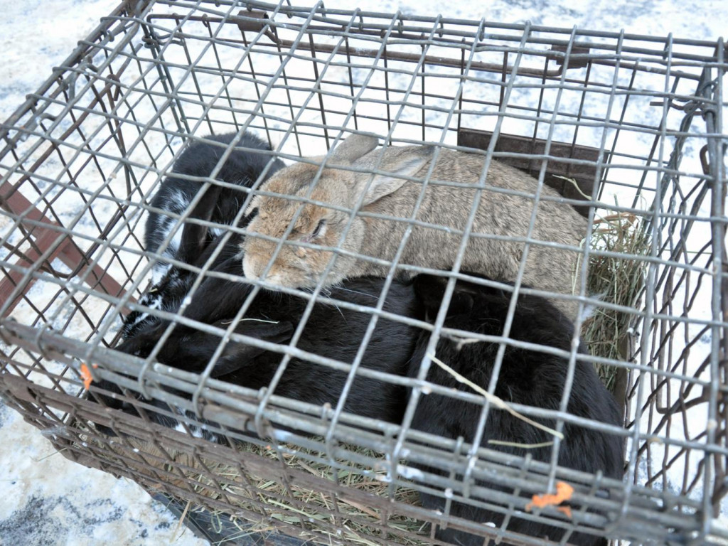 Ruszył handel na targowisku żywych zwierząt