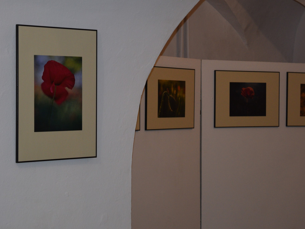 Ulotne maki na fotografiach - otwarcie wystawy