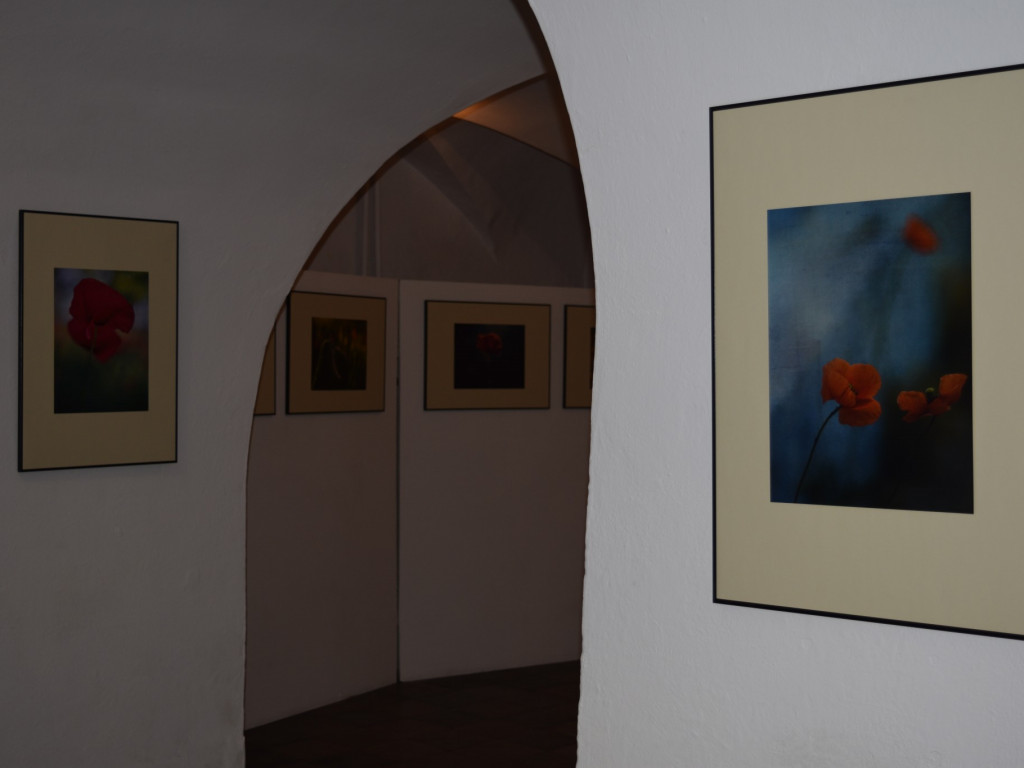 Ulotne maki na fotografiach - otwarcie wystawy