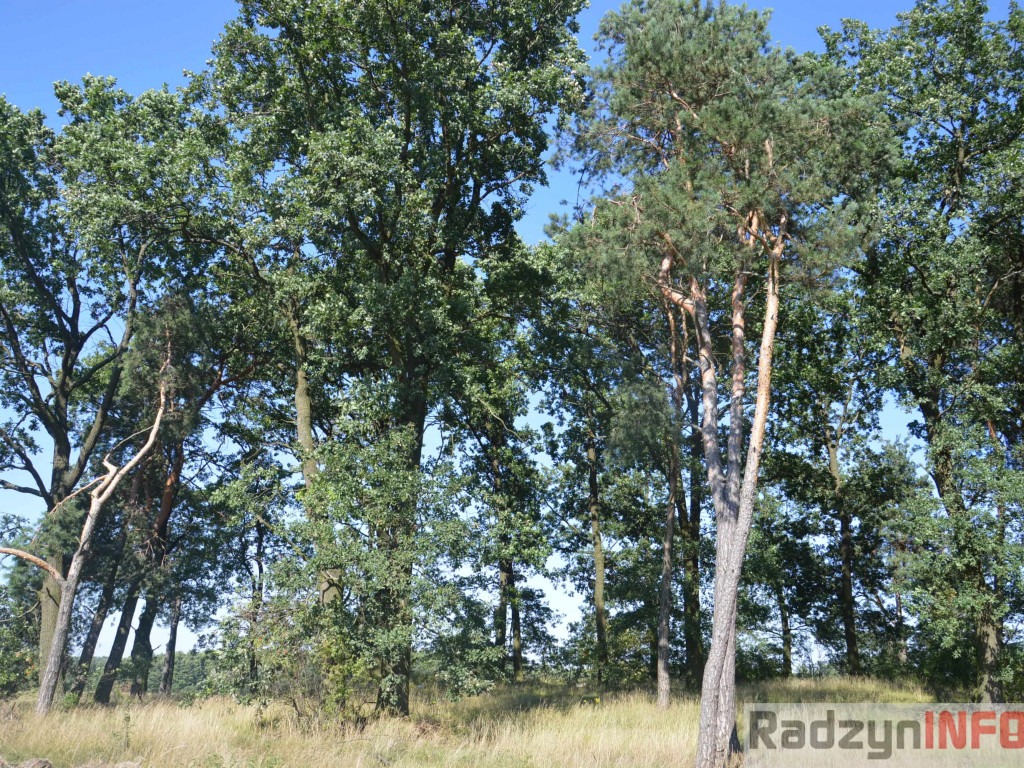 Osowińska natura