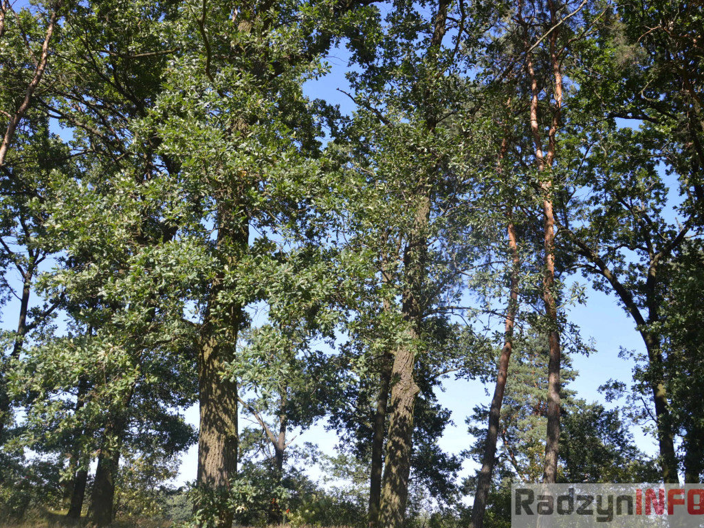 Osowińska natura