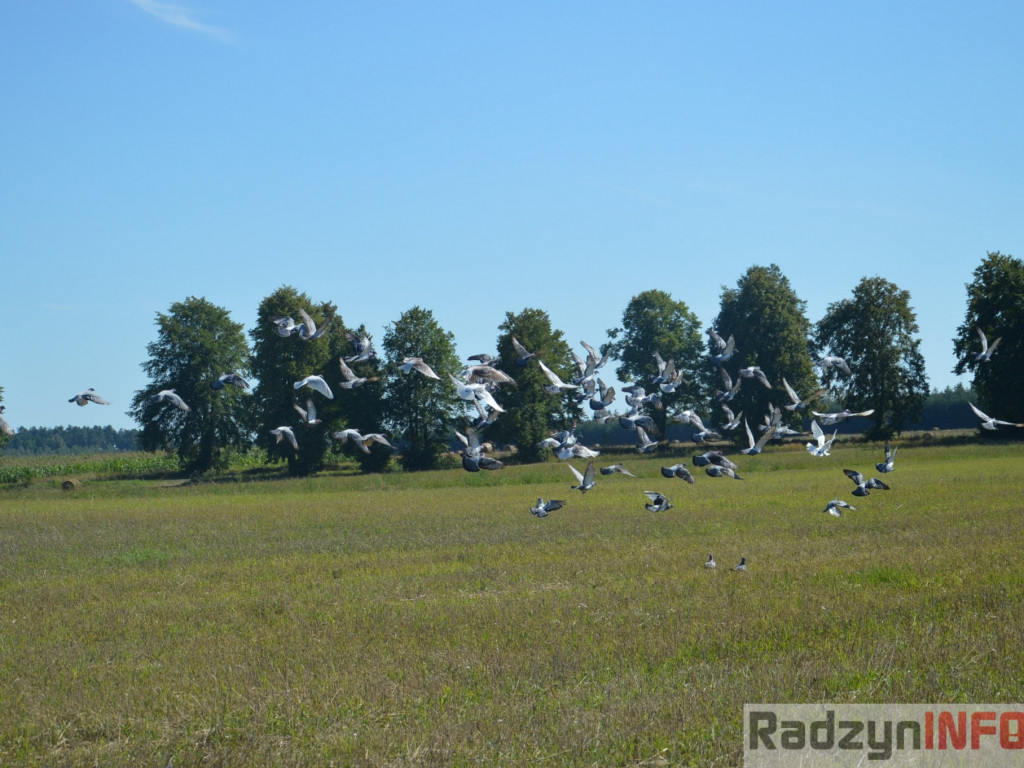 Osowińska natura
