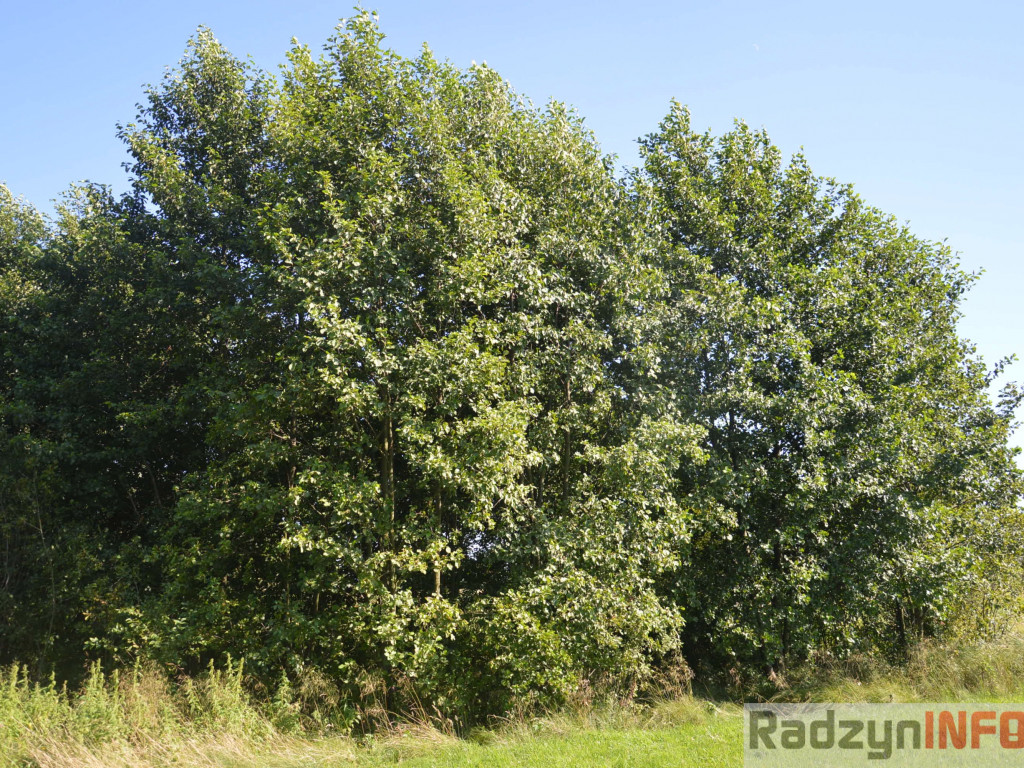 Osowińska natura