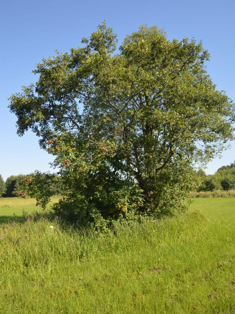 Osowińska natura