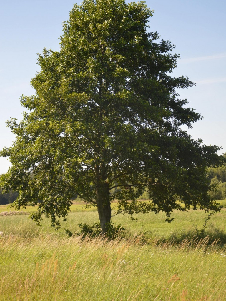 Osowińska natura