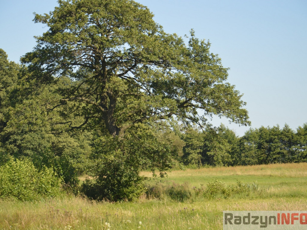 Osowińska natura