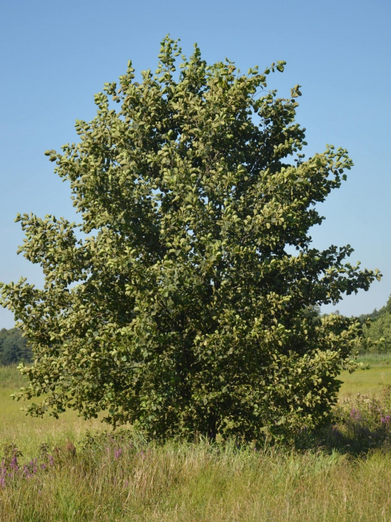 Osowińska natura