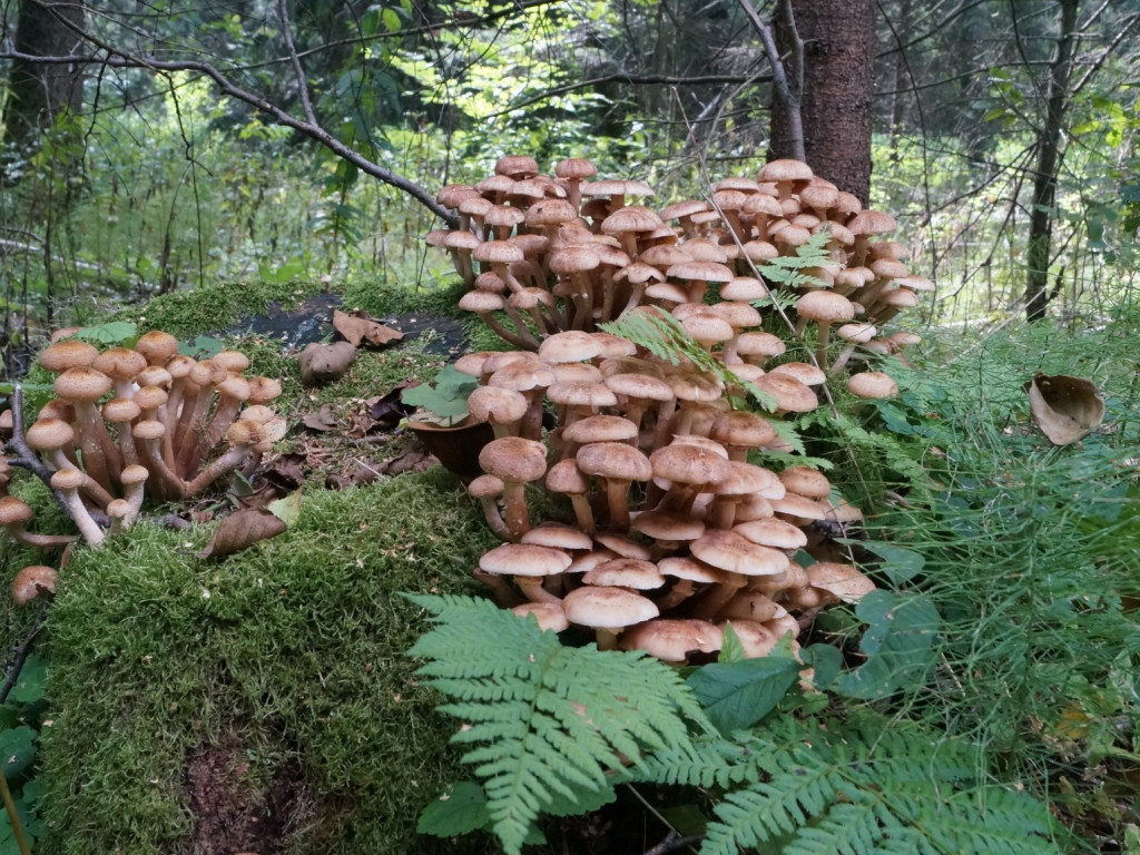 Grzybobranie