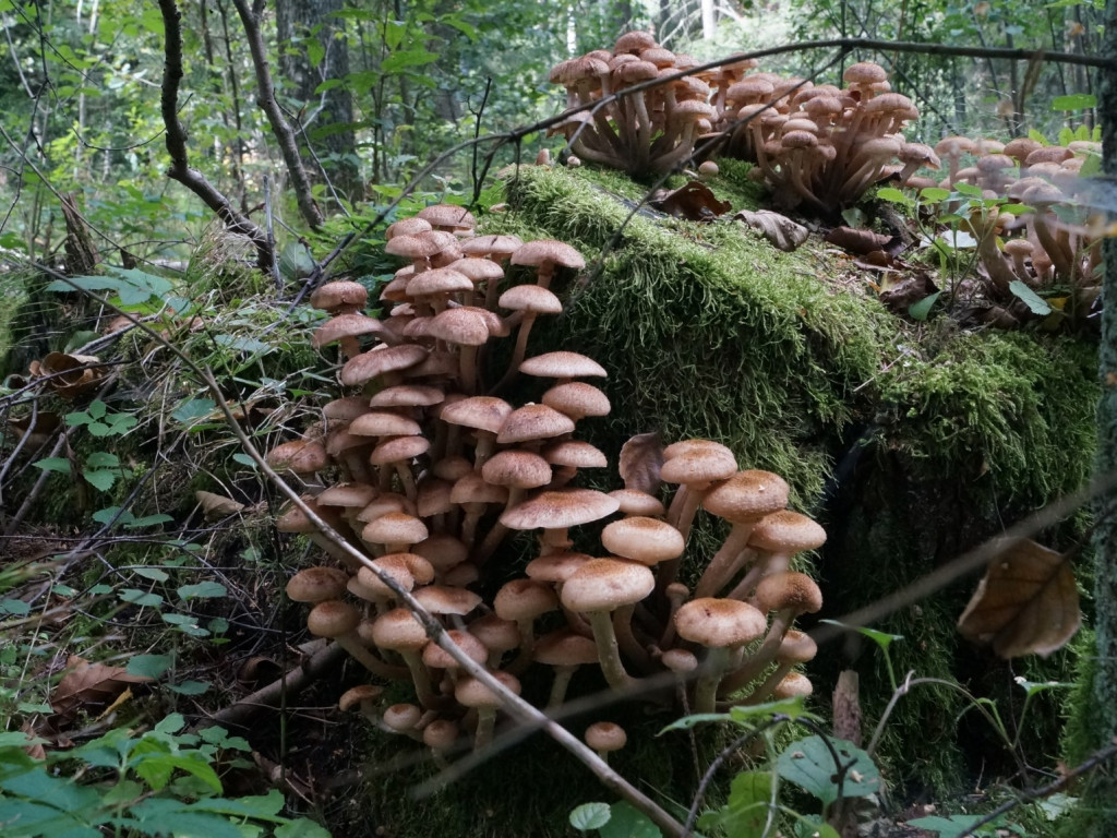 Grzybobranie