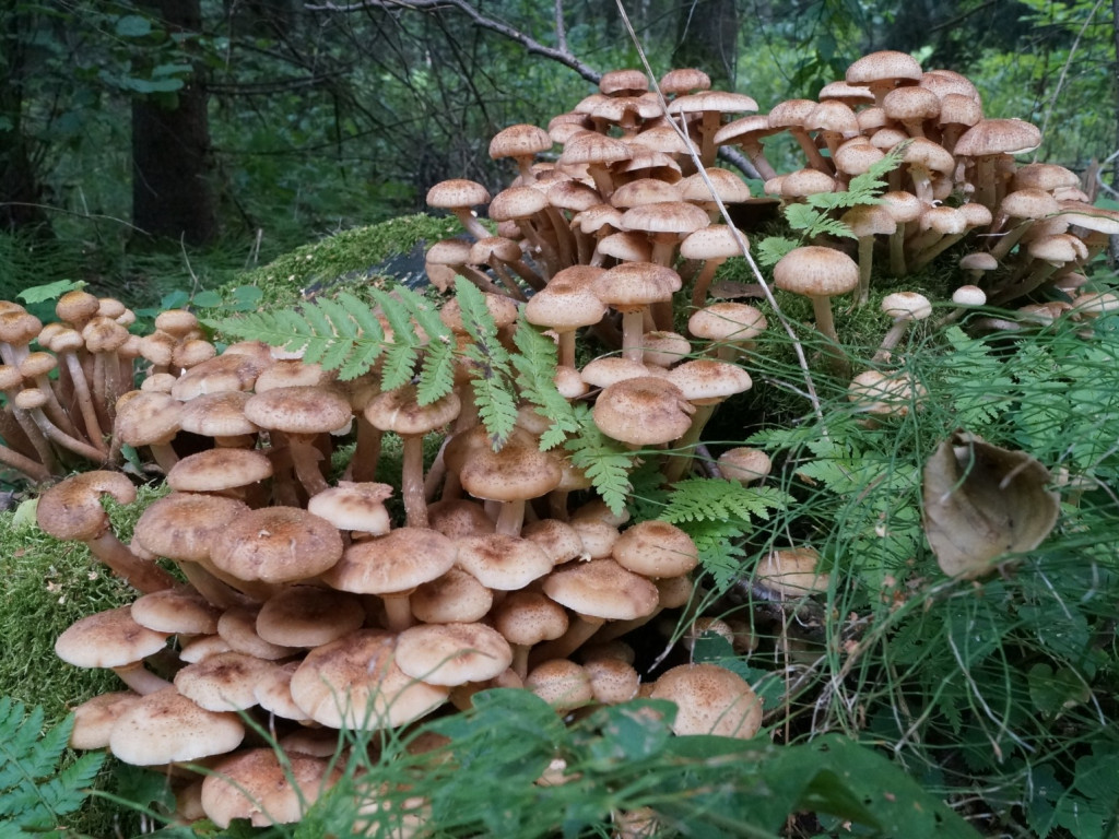 Grzybobranie