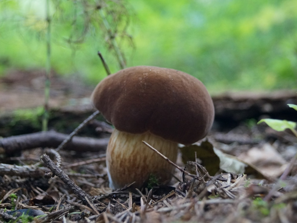 Grzybobranie