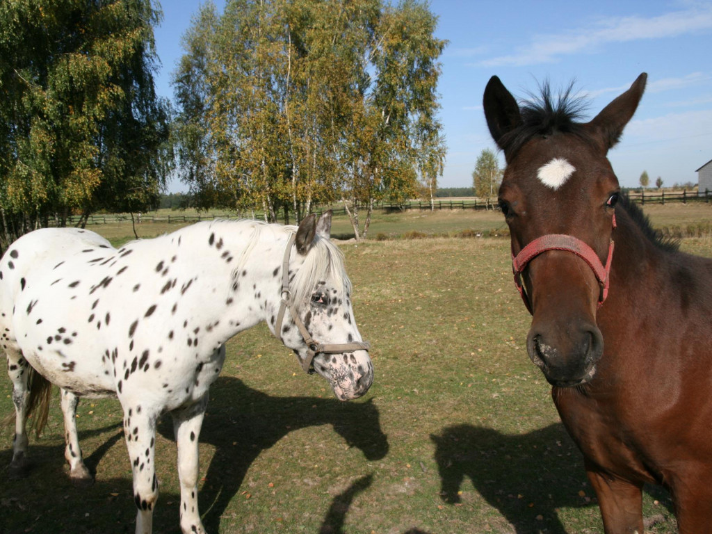 Piękno natury w gminie Borki