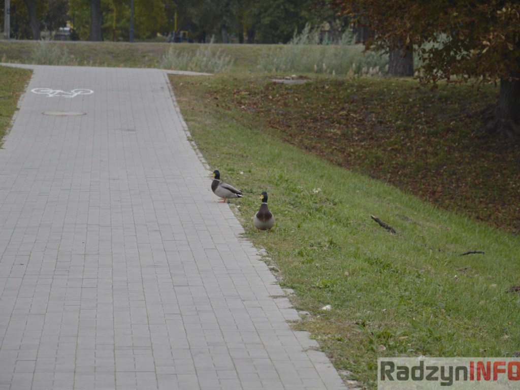 Spotkasz je na ścieżce