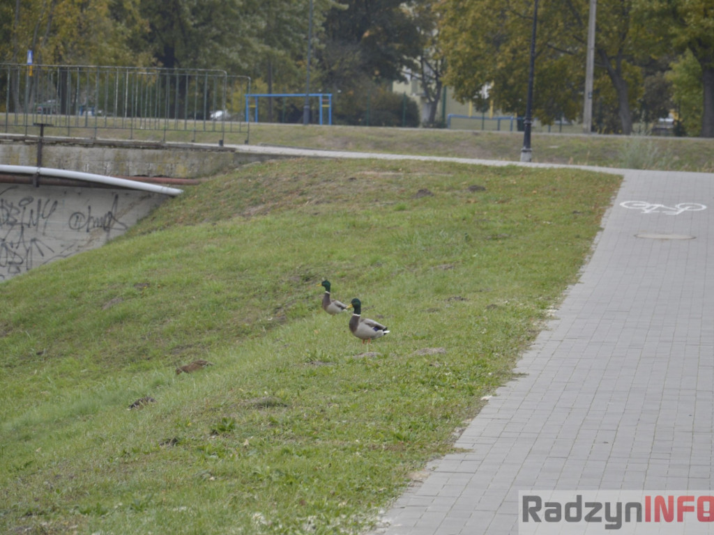 Spotkasz je na ścieżce