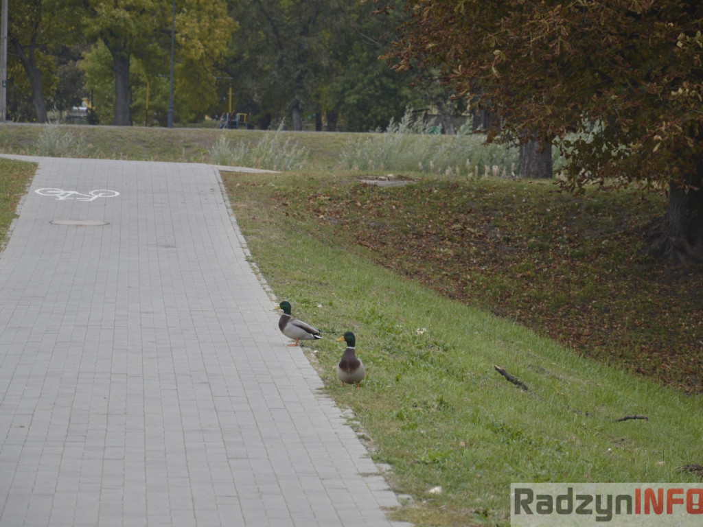 Spotkasz je na ścieżce