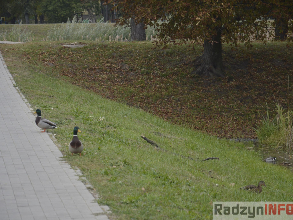 Spotkasz je na ścieżce