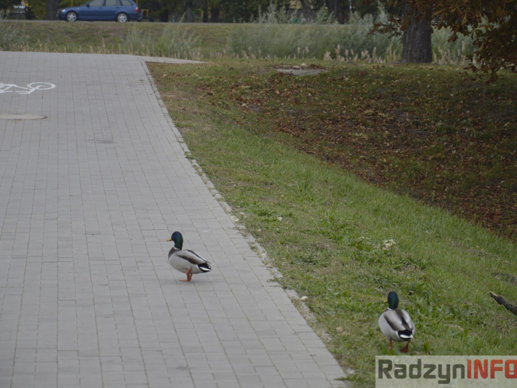 Spotkasz je na ścieżce