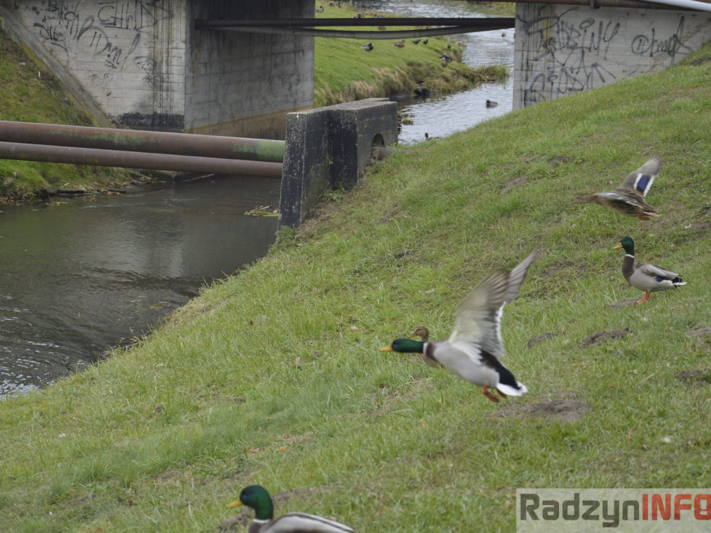 Spotkasz je na ścieżce