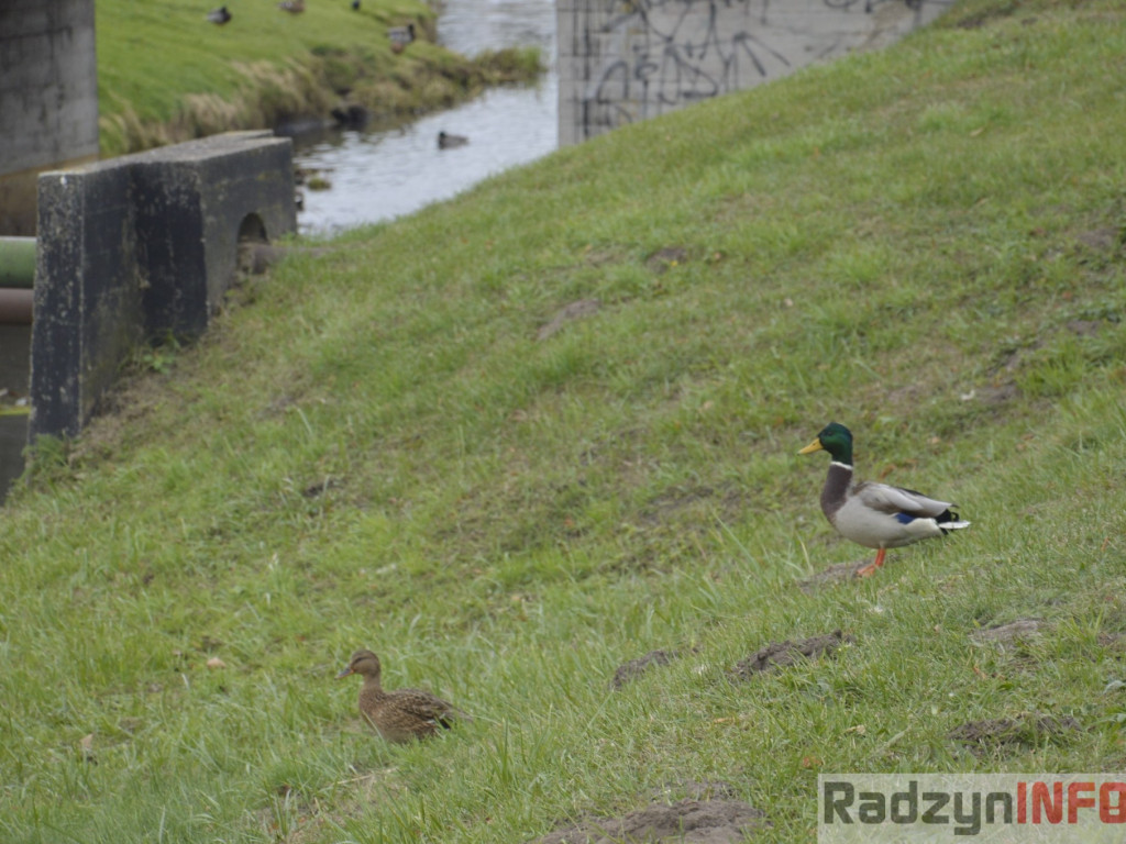 Spotkasz je na ścieżce