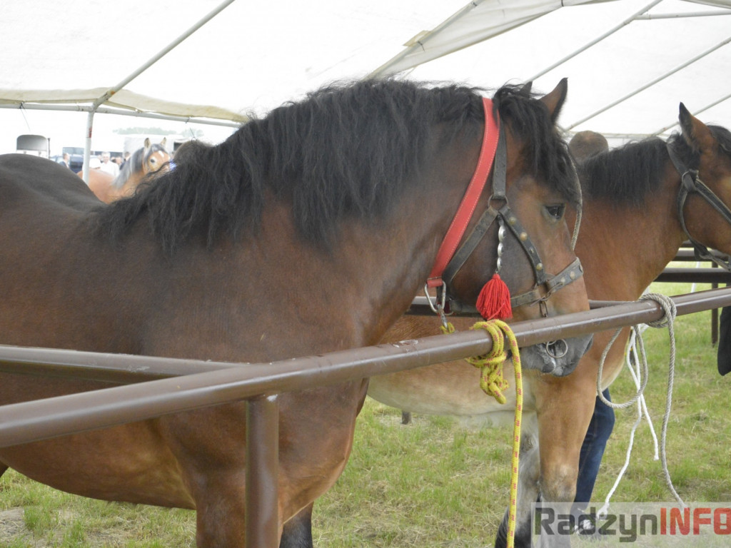 W Bedlnie królowała 