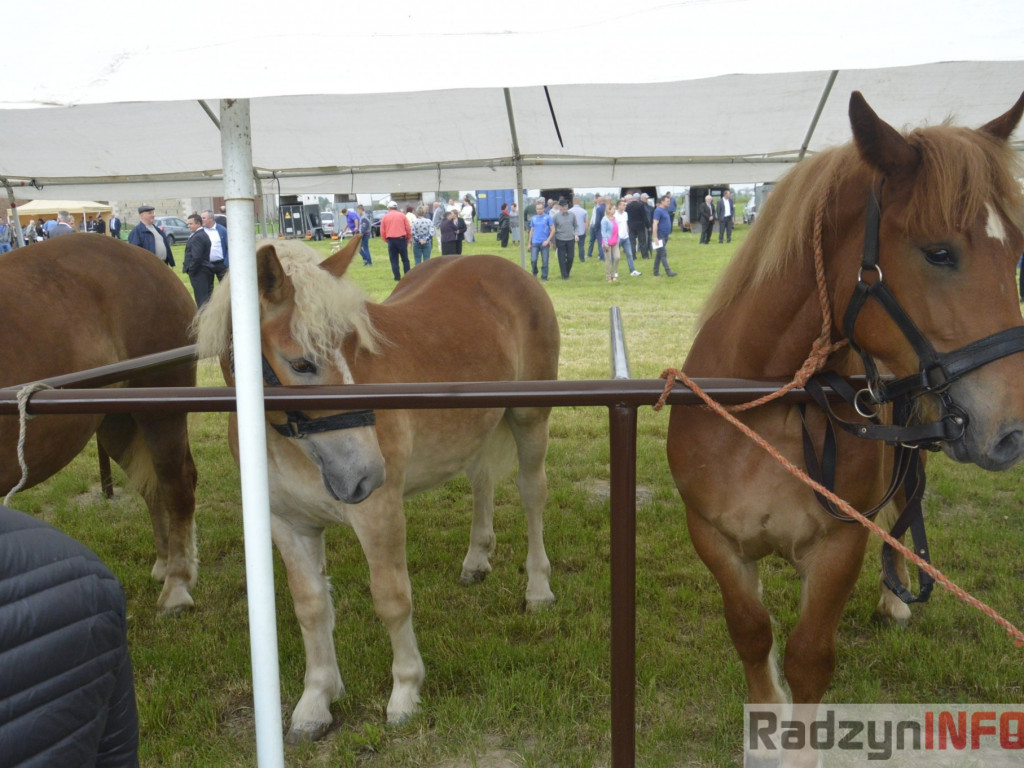W Bedlnie królowała 