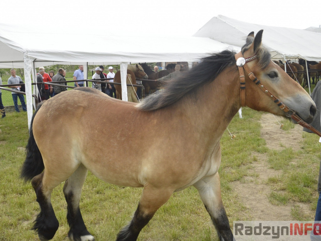 W Bedlnie królowała 
