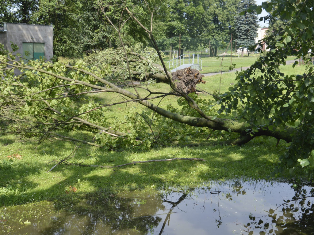 Radzyń, Marynin, Czemierniki po wichurze