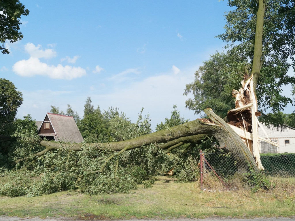 Radzyń, Marynin, Czemierniki po wichurze