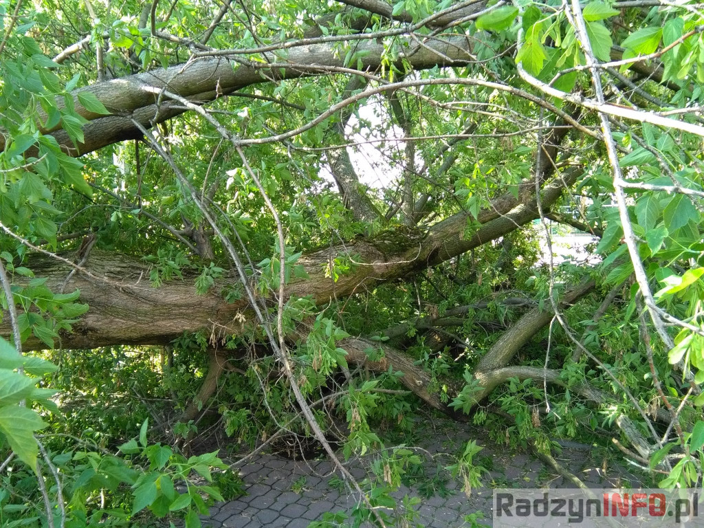 Spustoszenie po wielkim wichrze