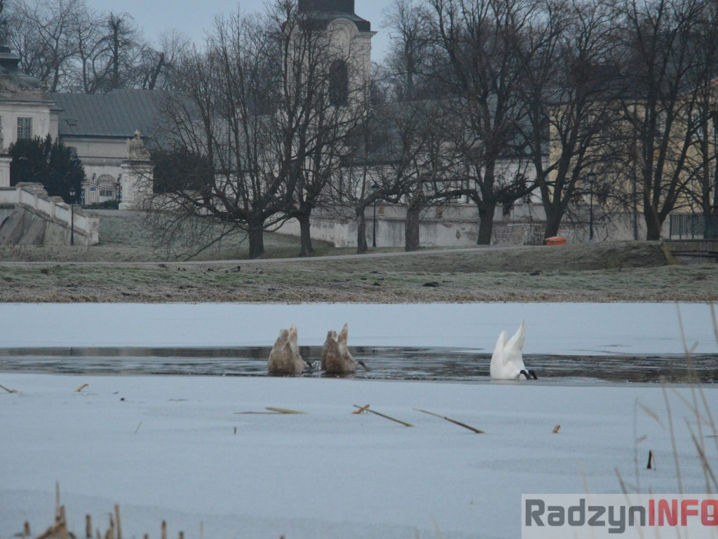 Wypięły się na Pałac