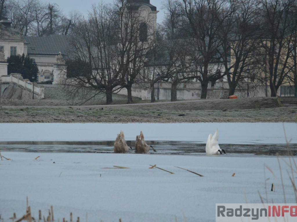 Wypięły się na Pałac