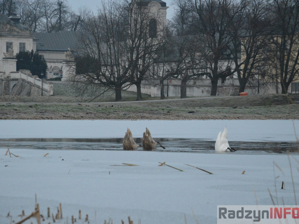 Wypięły się na Pałac