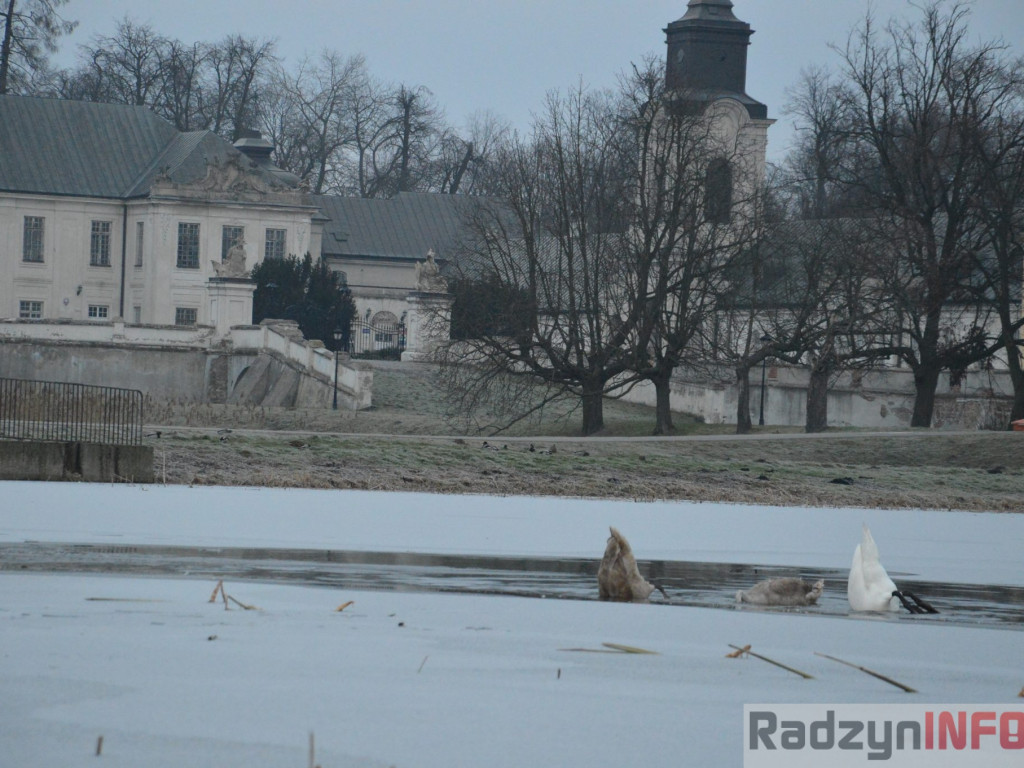 Wypięły się na Pałac