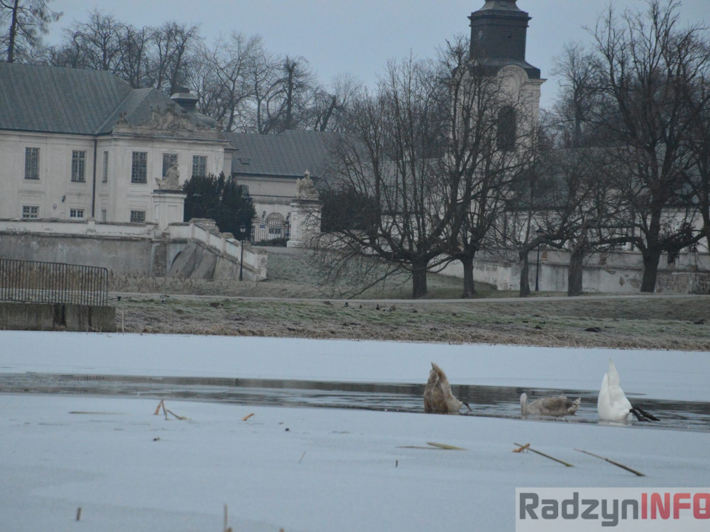 Wypięły się na Pałac