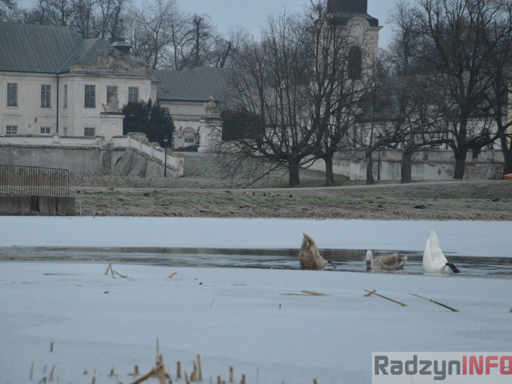 Wypięły się na Pałac