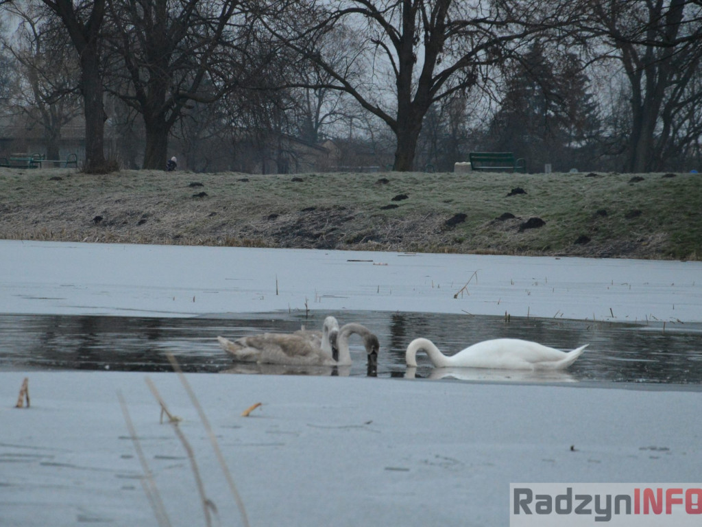 Wypięły się na Pałac