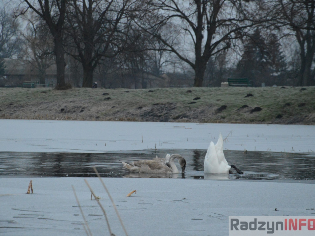 Wypięły się na Pałac