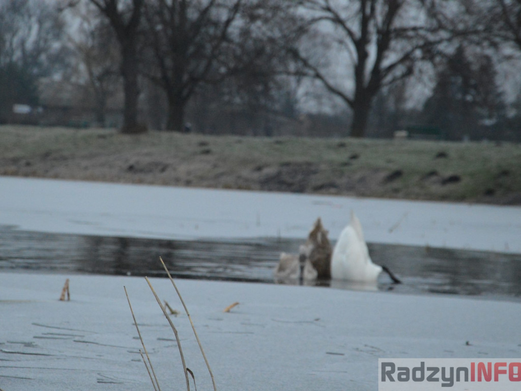 Wypięły się na Pałac