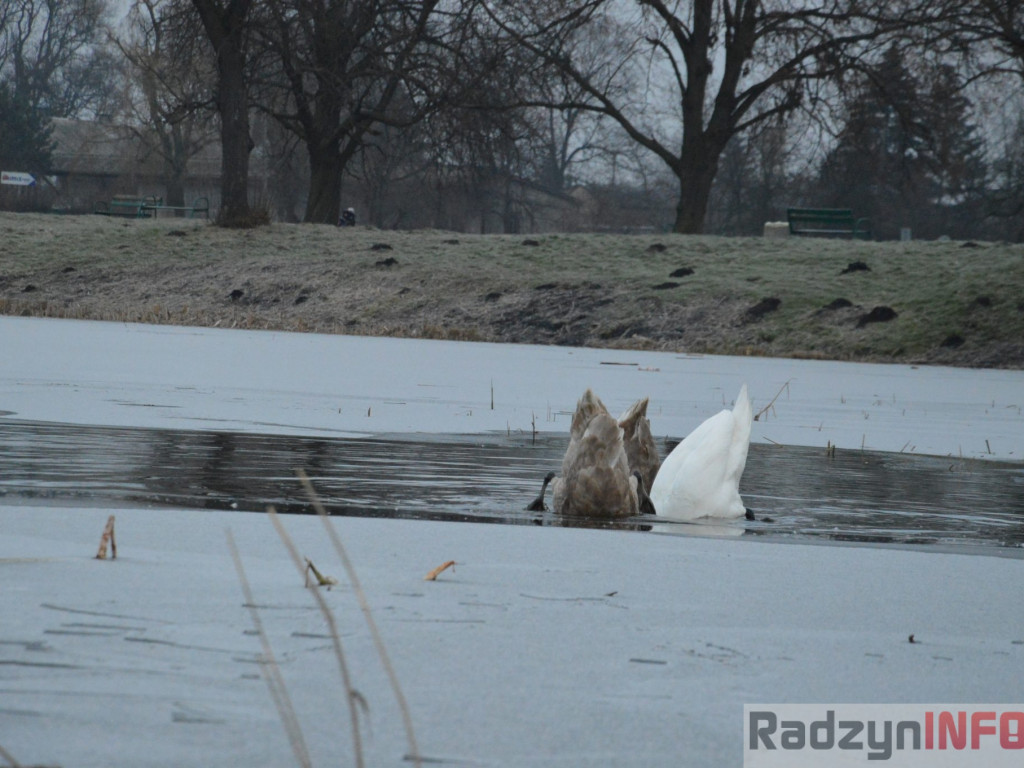 Wypięły się na Pałac