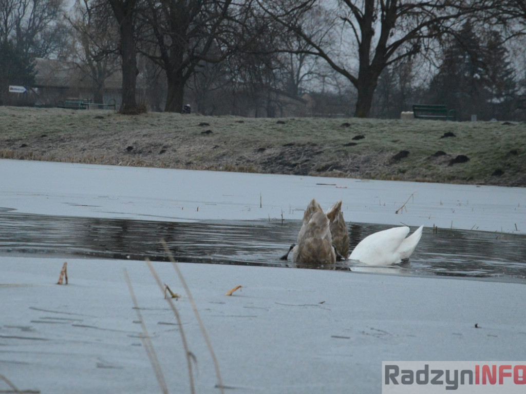 Wypięły się na Pałac