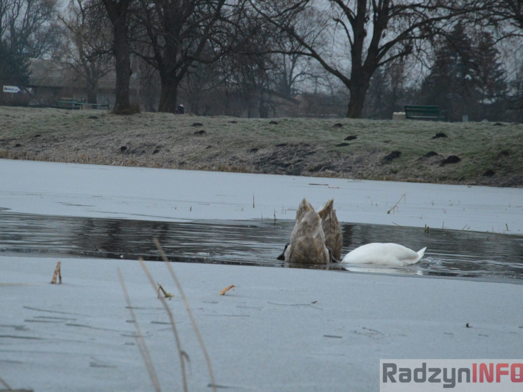 Wypięły się na Pałac