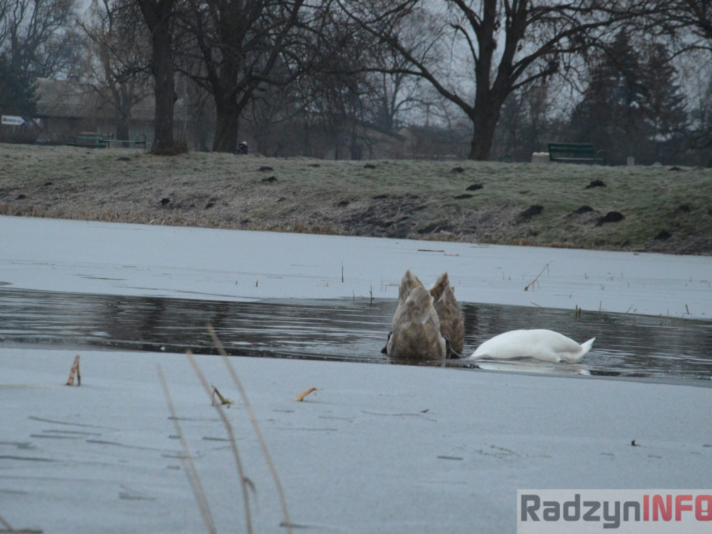 Wypięły się na Pałac