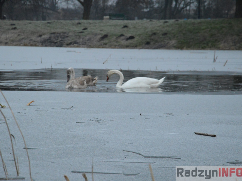 Wypięły się na Pałac